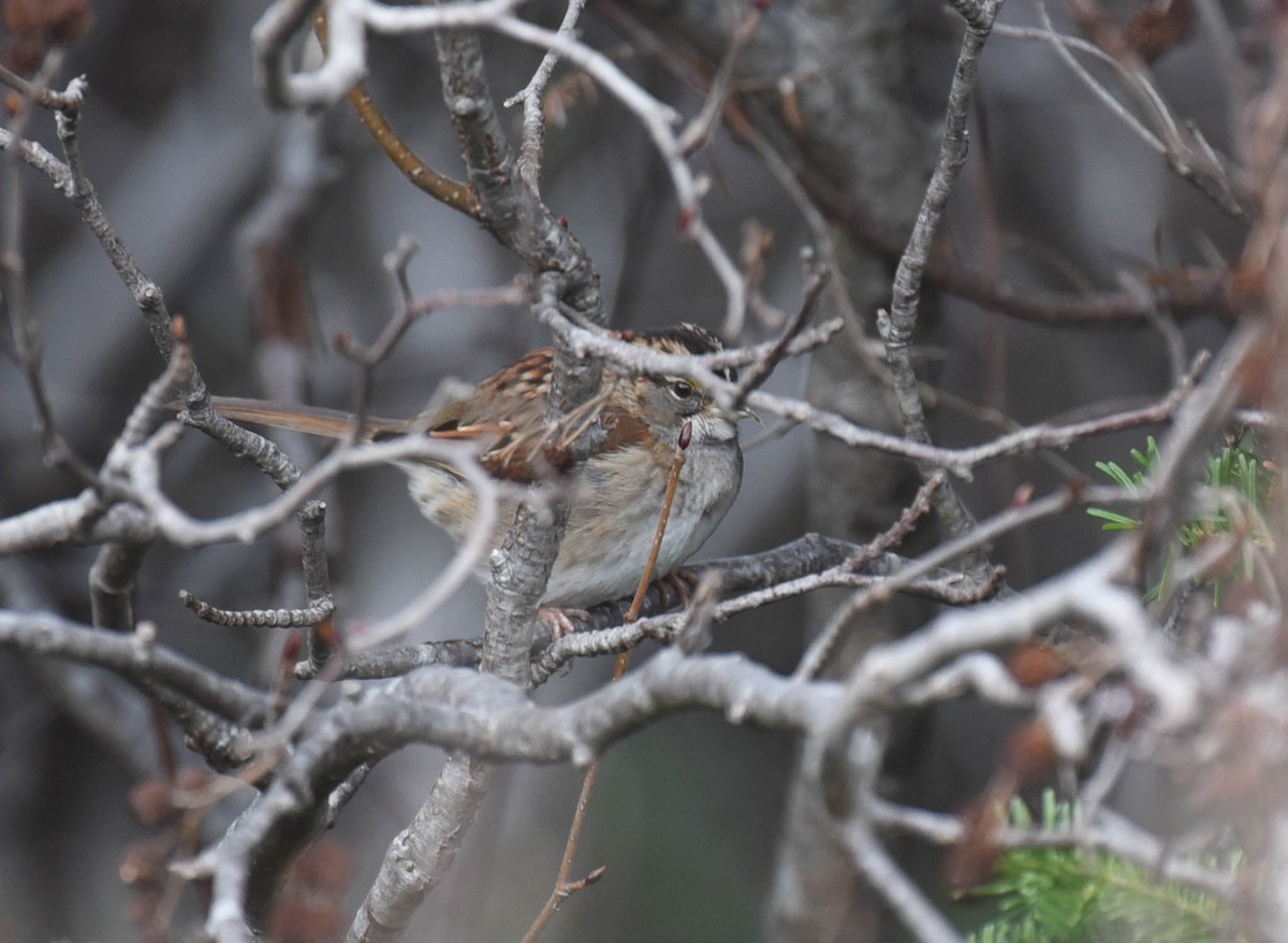 White-throated Sparrow - ML611815458