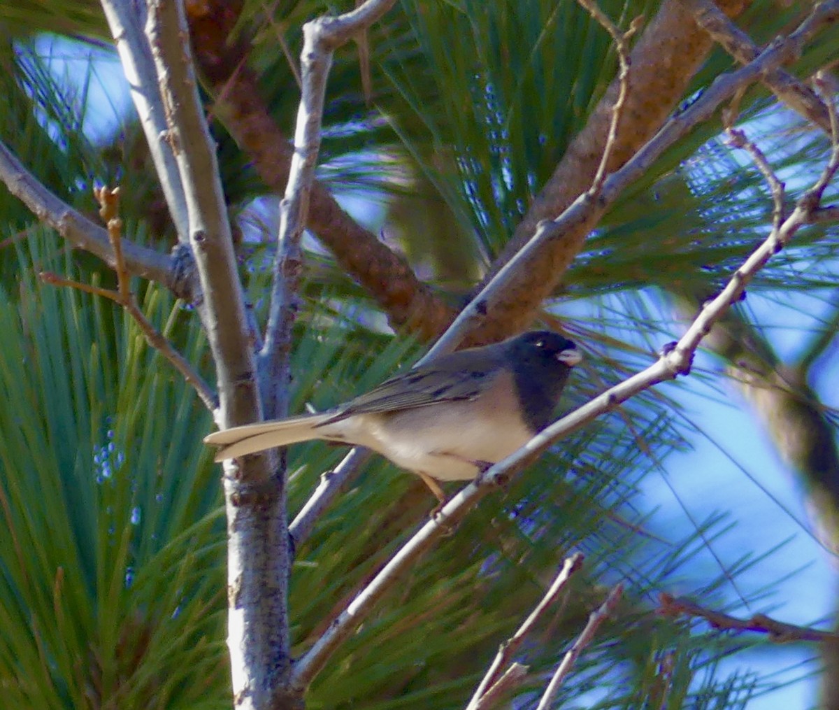 Dark-eyed Junco - ML611815512