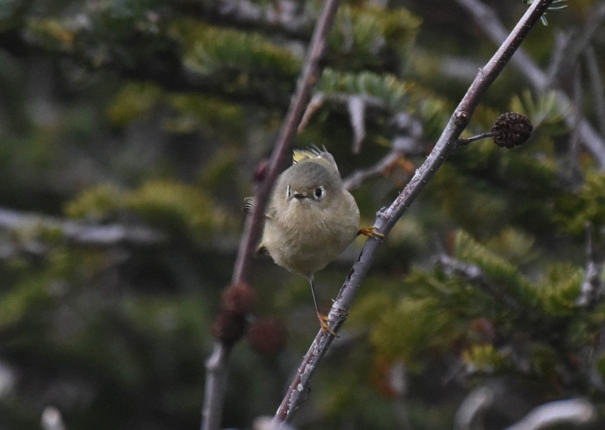 Ruby-crowned Kinglet - Kathy Marche