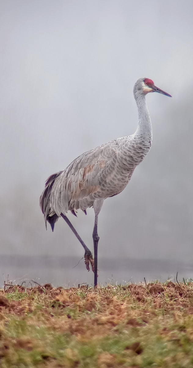 Sandhill Crane - Alson Ovando