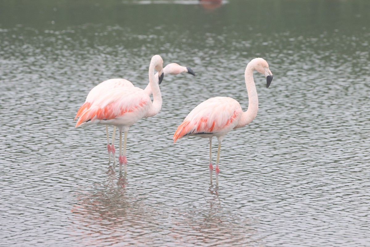 Chilean Flamingo - ML611815603
