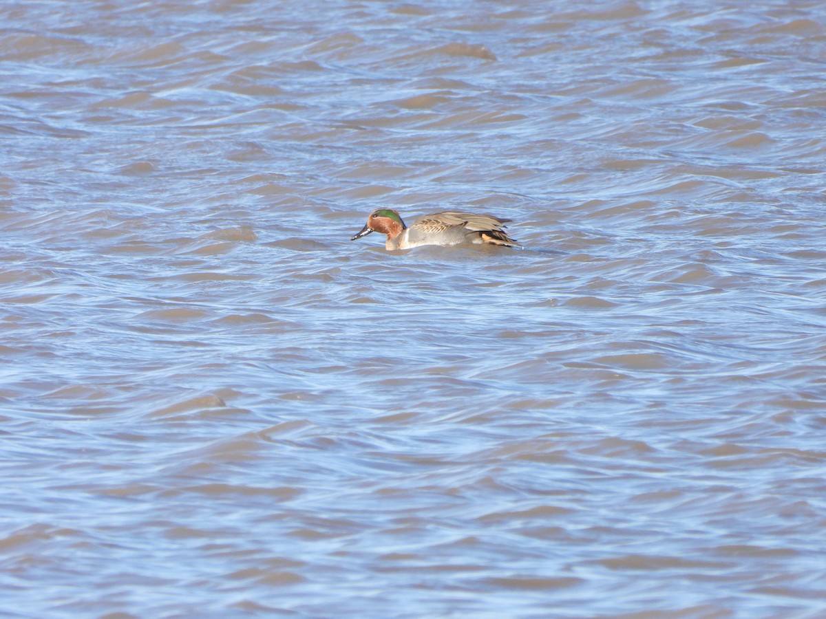 Чирянка мала (підвид carolinensis) - ML611815614