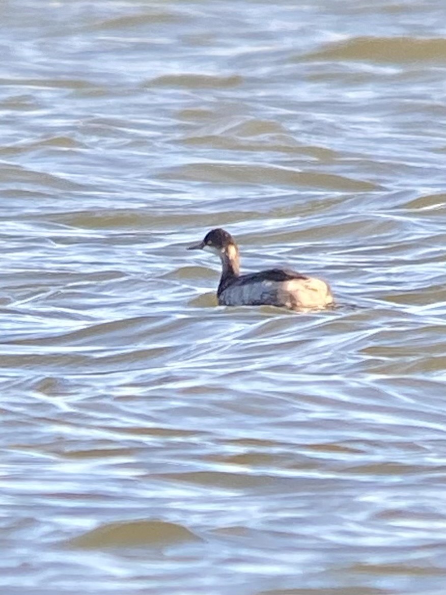 Eared Grebe - ML611815638