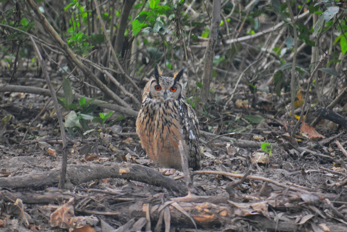 Rock Eagle-Owl - ML611815643