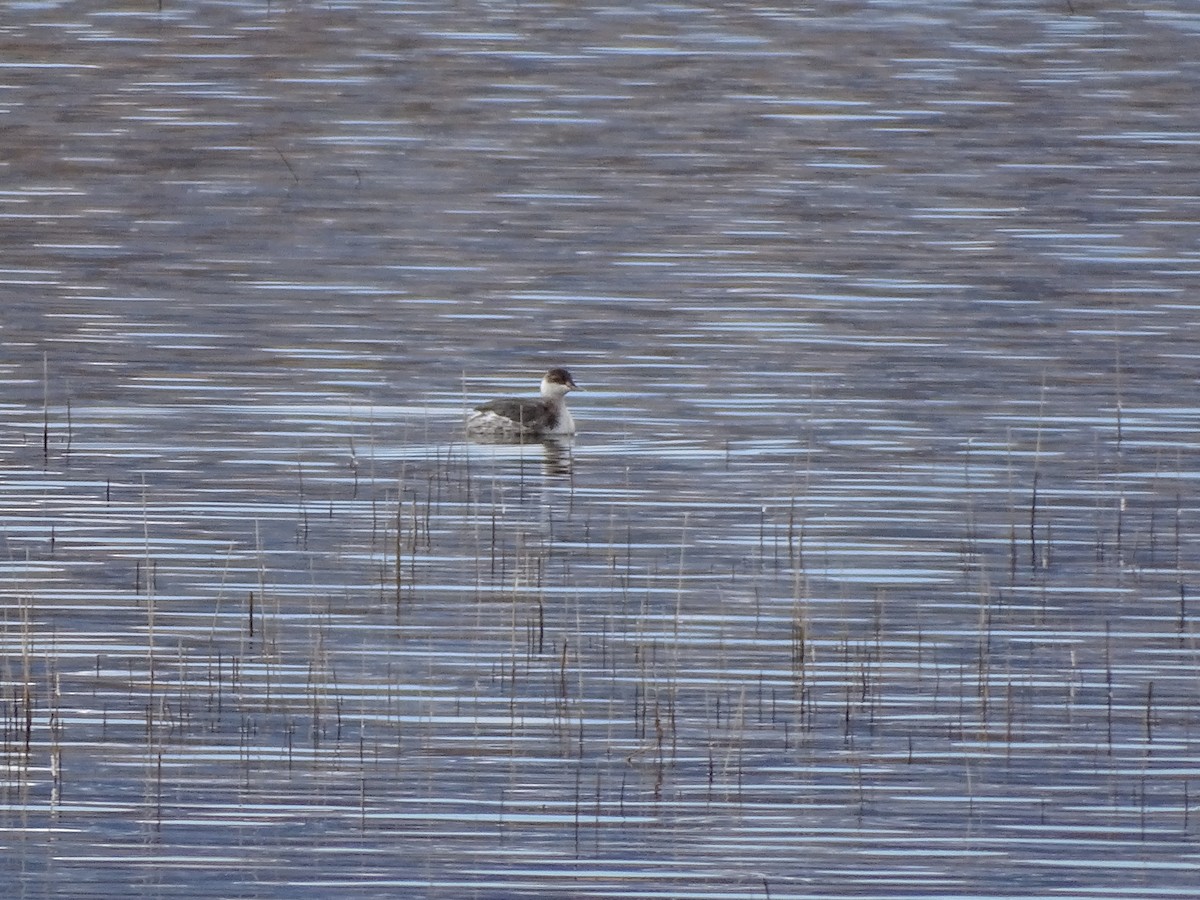 Horned Grebe - ML611815674