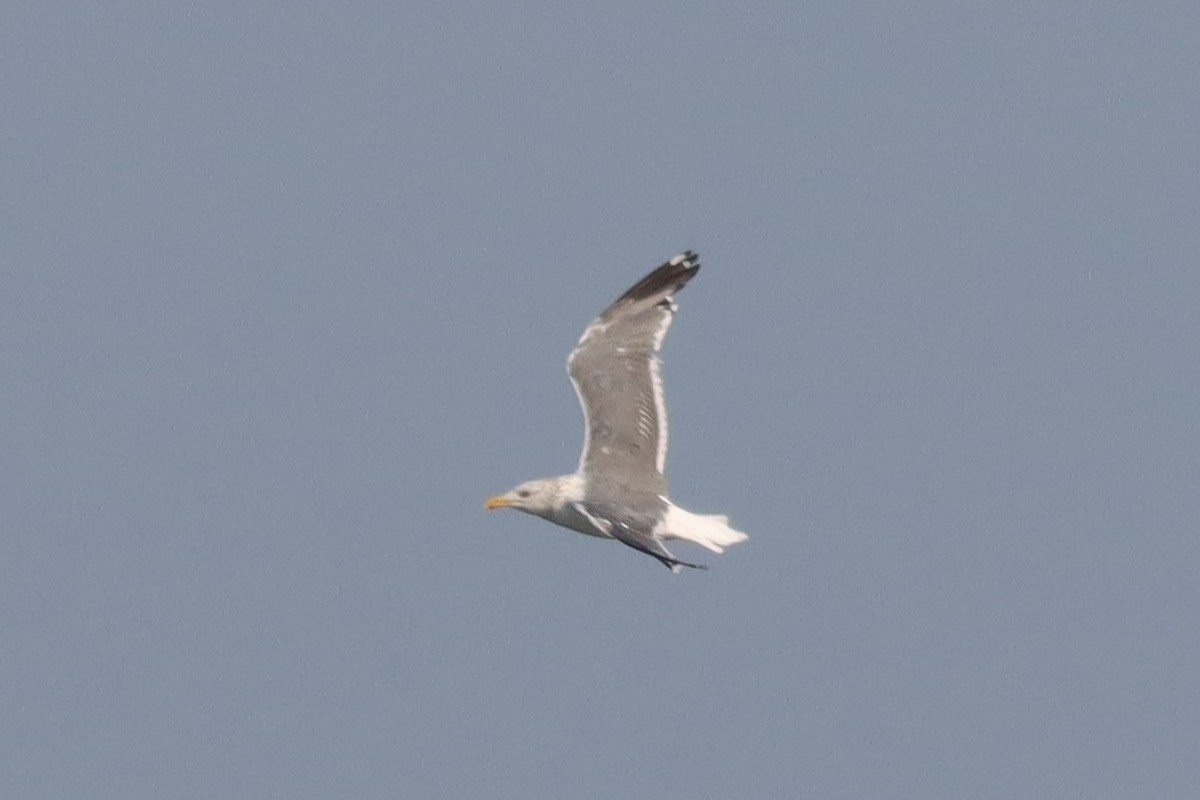 Lesser Black-backed Gull (taimyrensis) - Look! It's Adoga Big Nose!