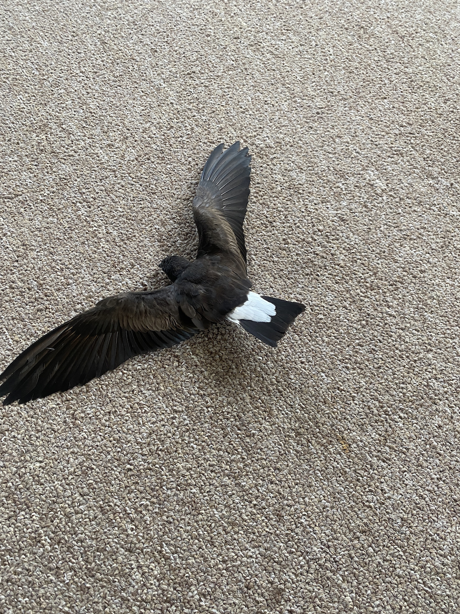 Wedge-rumped Storm-Petrel - ML611815691