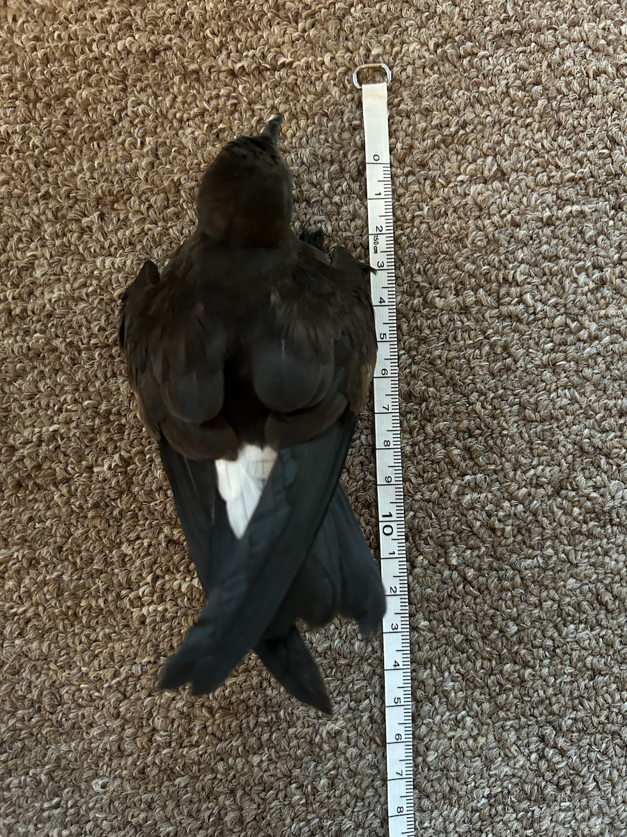 Wedge-rumped Storm-Petrel - ML611815694