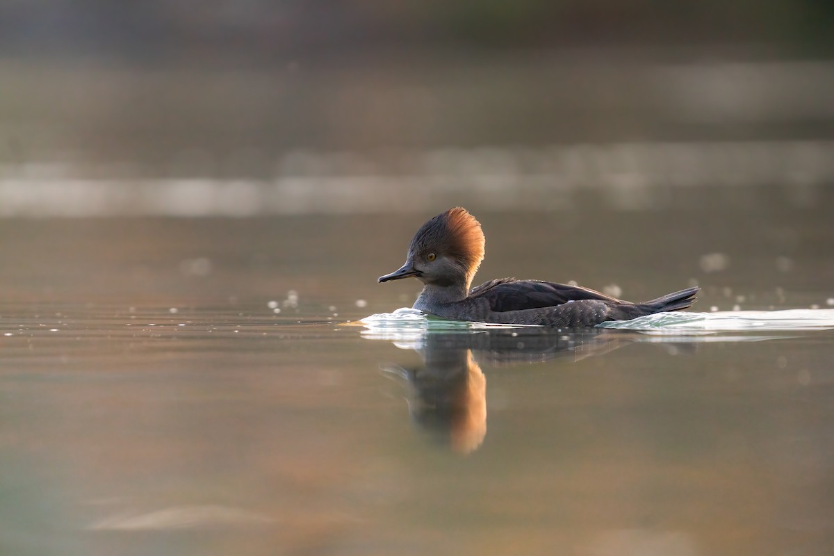 Hooded Merganser - Garrett Sheets