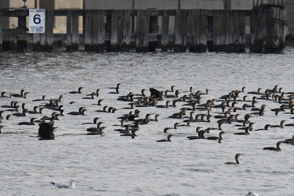 Double-crested Cormorant - ML611815757