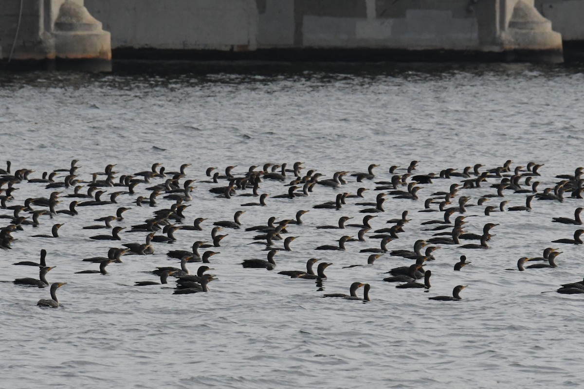 Double-crested Cormorant - ML611815758