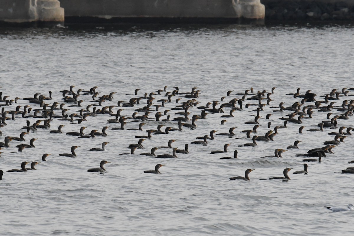 Double-crested Cormorant - ML611815759