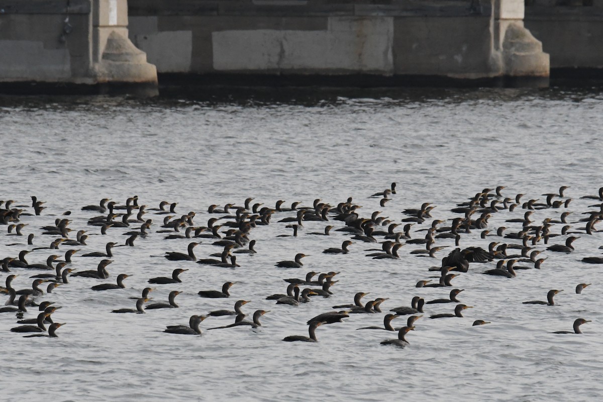 Double-crested Cormorant - ML611815760