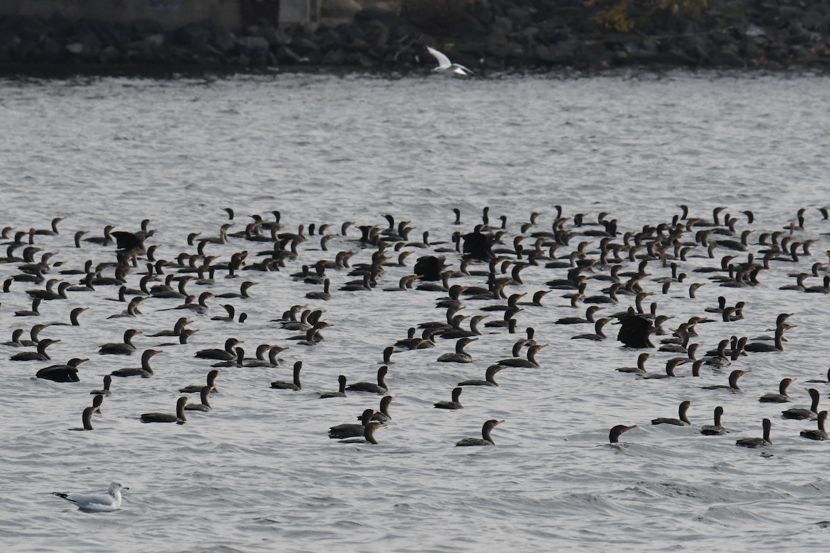 Double-crested Cormorant - ML611815761