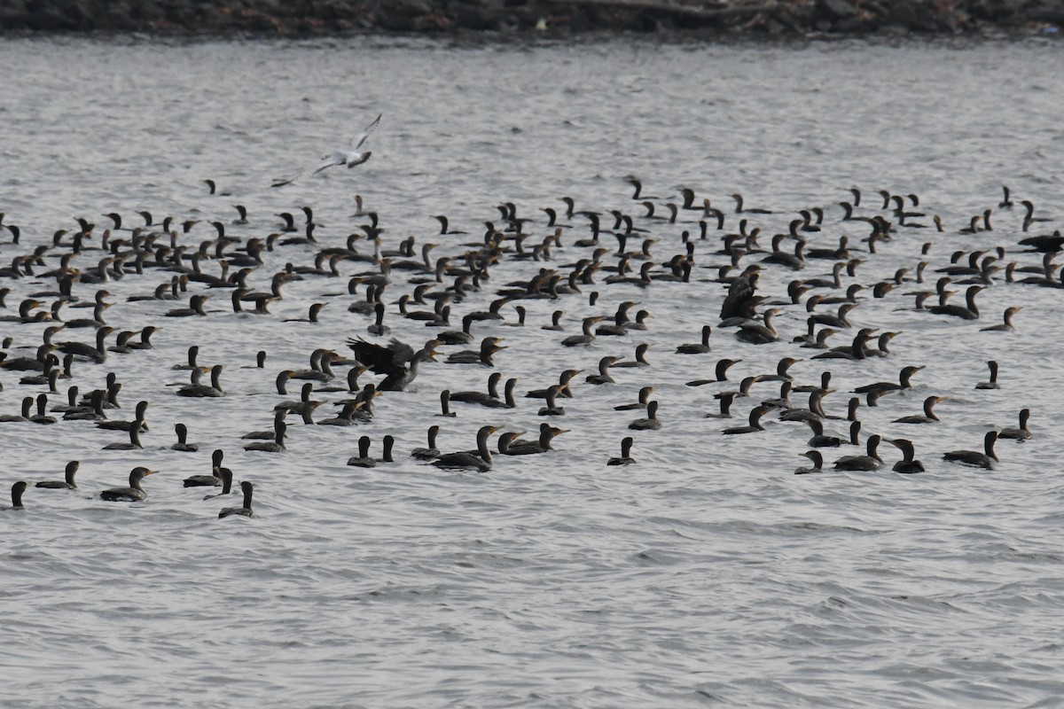 Double-crested Cormorant - ML611815762