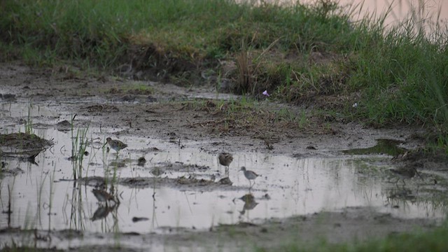 Common Snipe - ML611815788