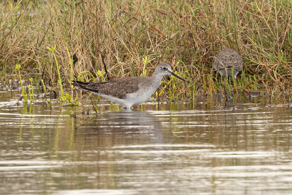 Lesser Yellowlegs - ML611815808