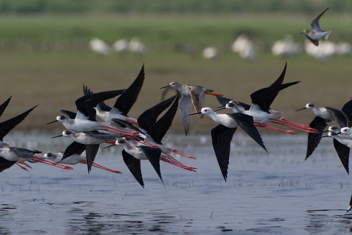 Spotted Redshank - ML611815839