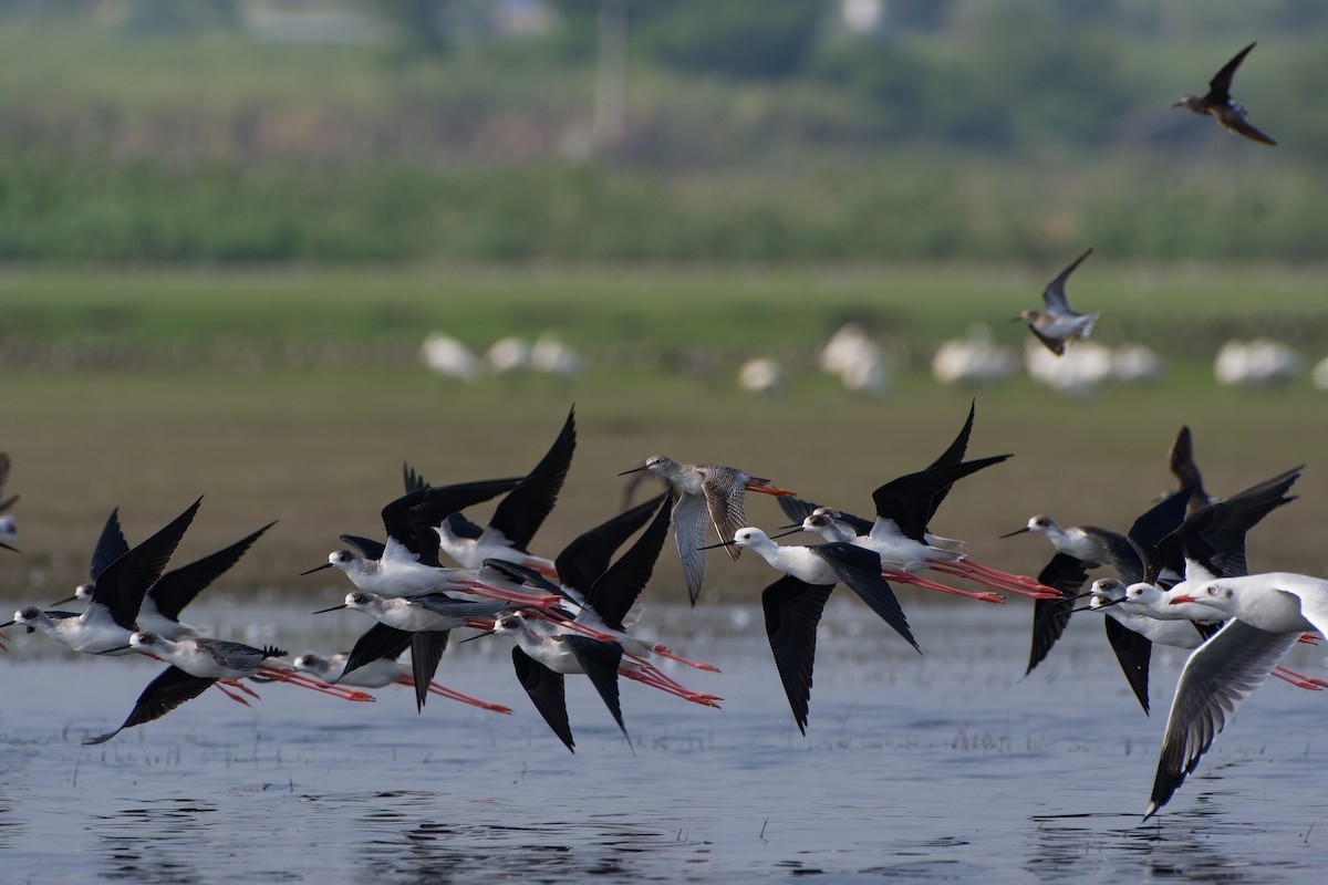 Spotted Redshank - Siddhant Mhetre