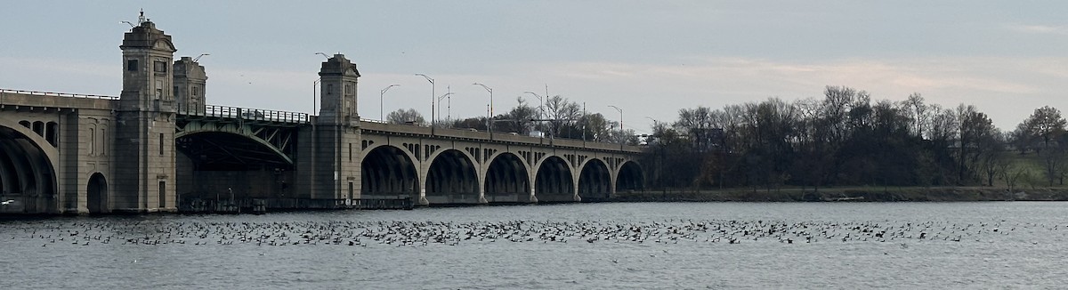 Double-crested Cormorant - ML611815865