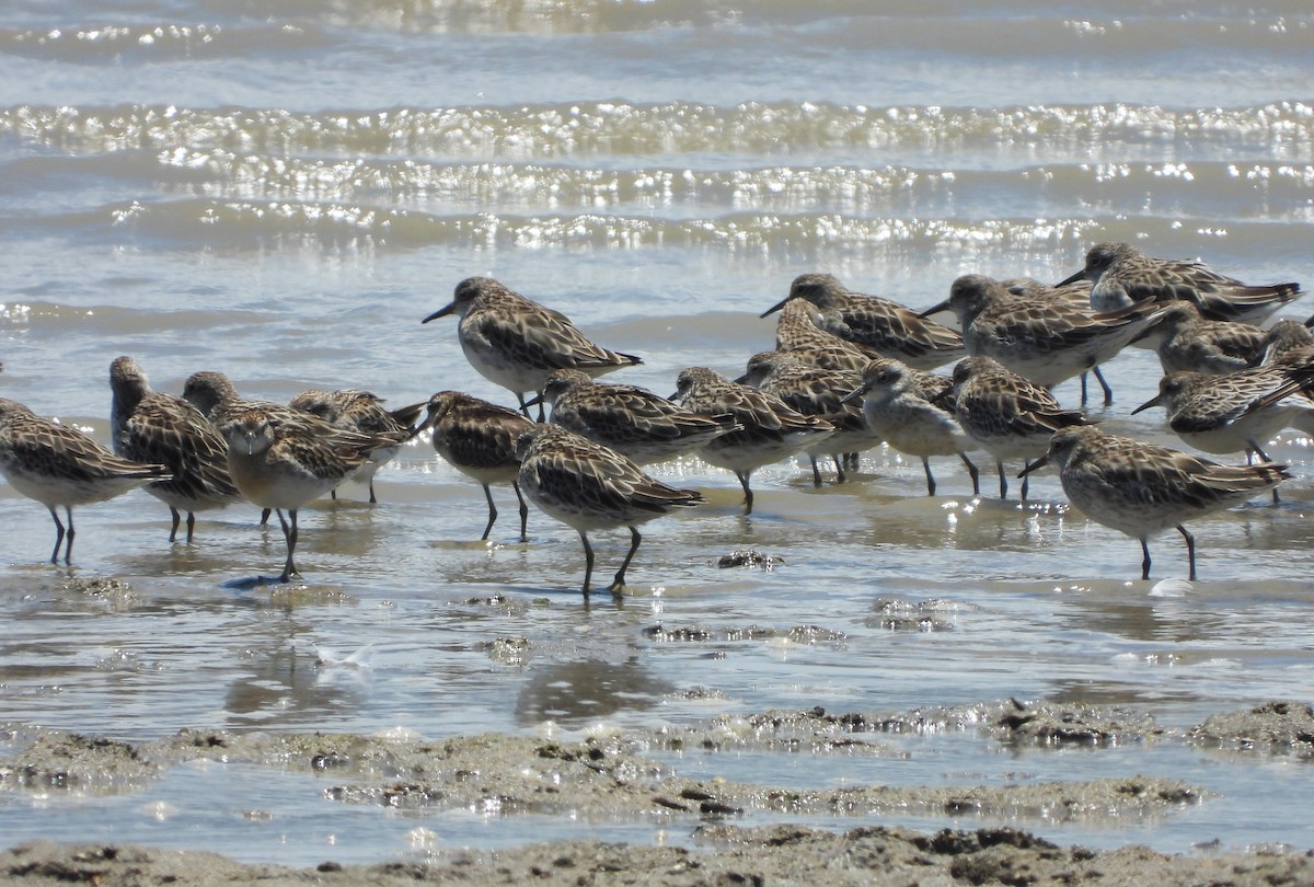 Sharp-tailed Sandpiper - ML611815927