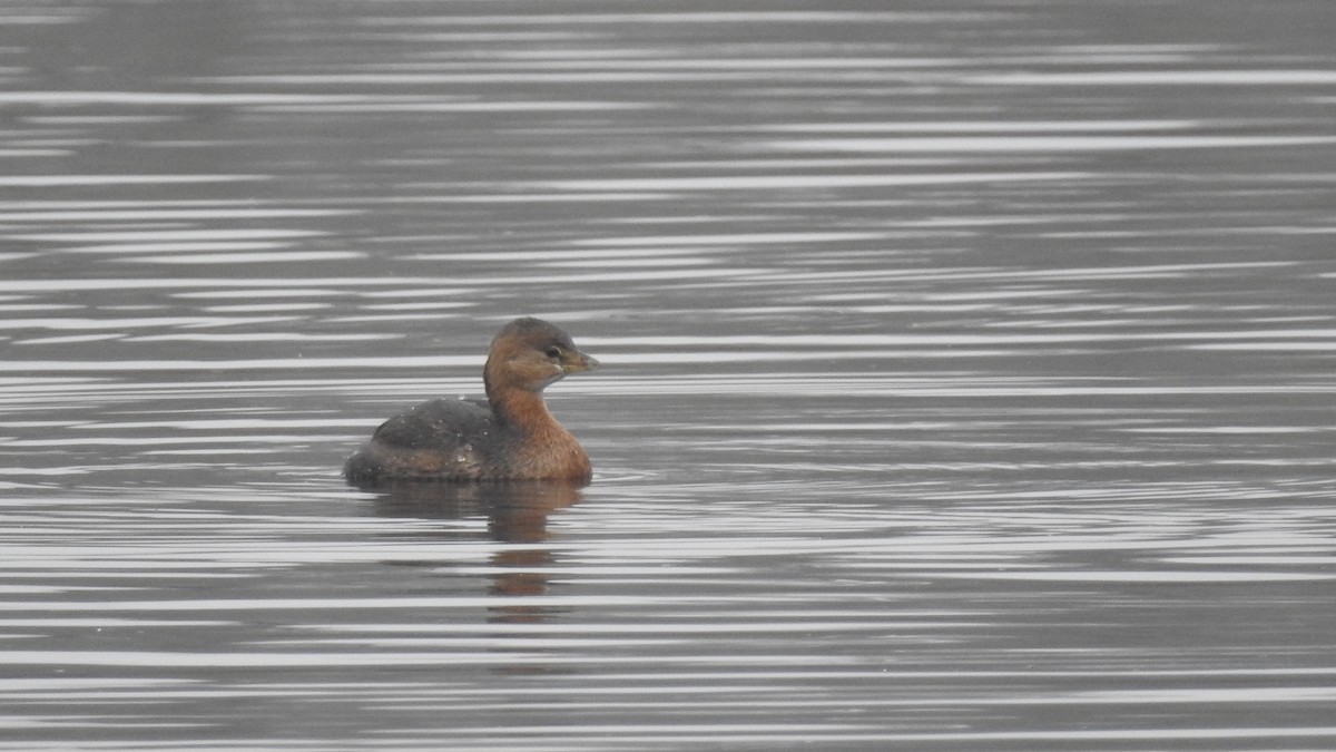 Pied-billed Grebe - ML611815930