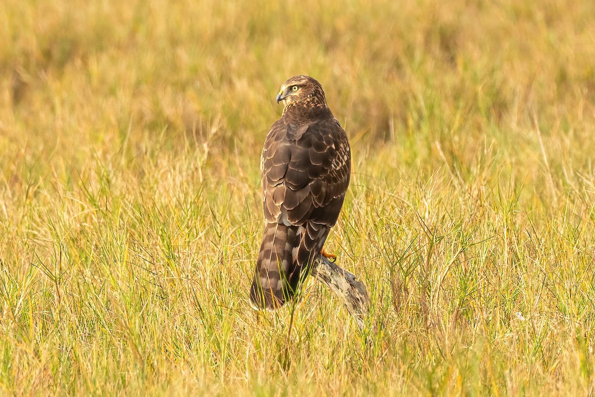 Northern Harrier - ML611815968