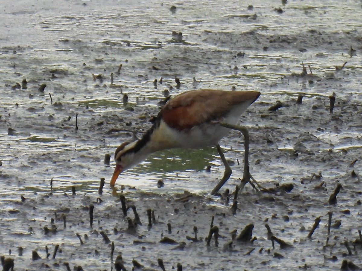 Wattled Jacana - ML611816030