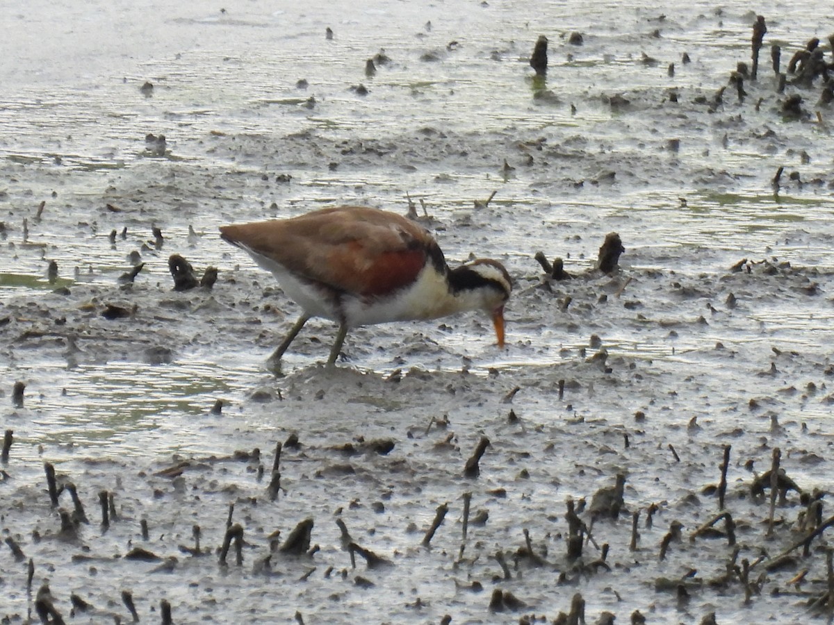 Wattled Jacana - ML611816123