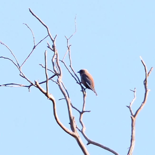 Dusky Woodswallow - ML611816158