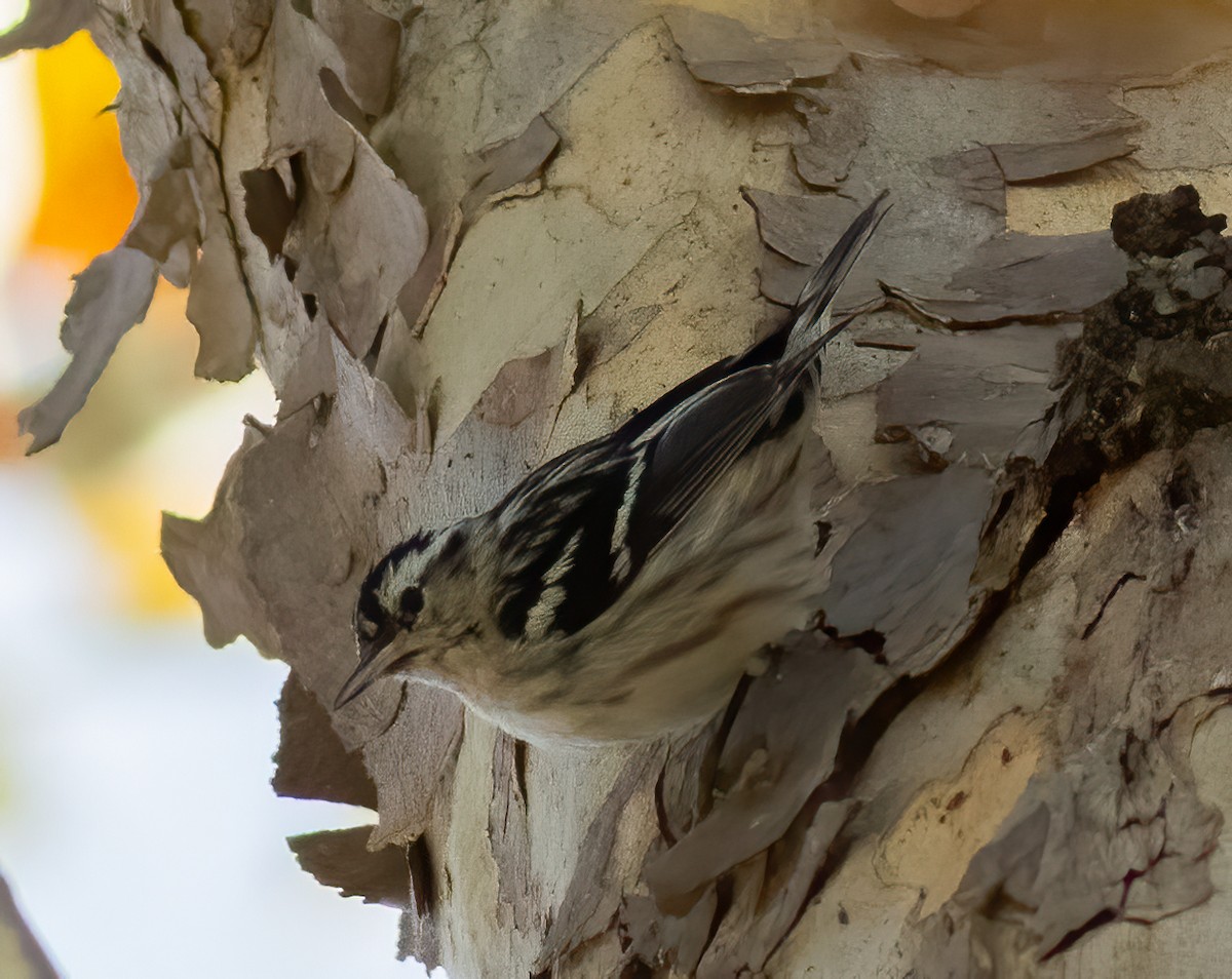 Black-and-white Warbler - ML611816232