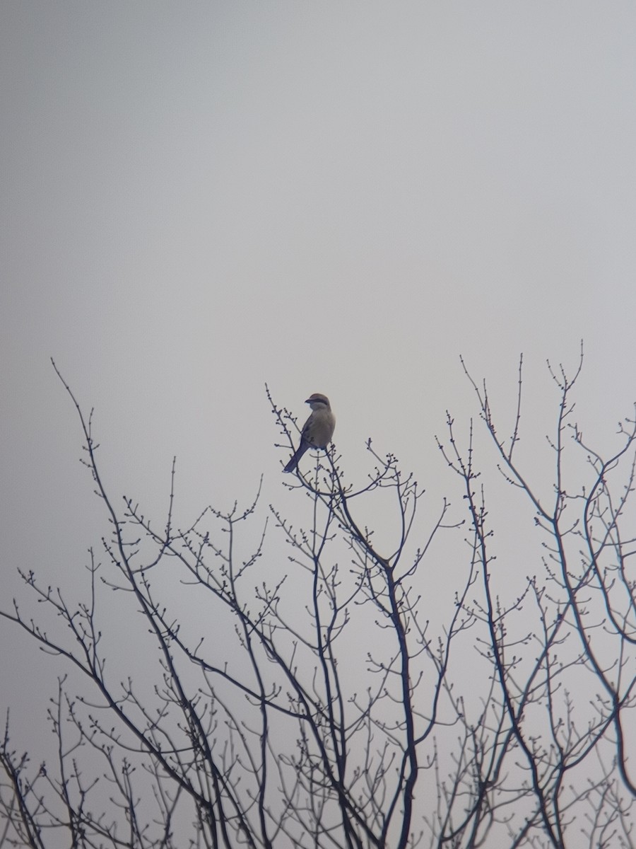 Northern Shrike - ML611816241