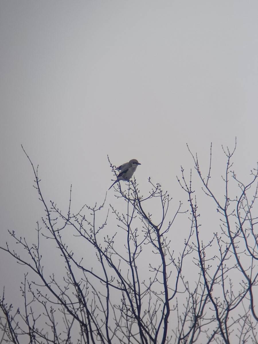 Northern Shrike - Daniel  Burgoyne