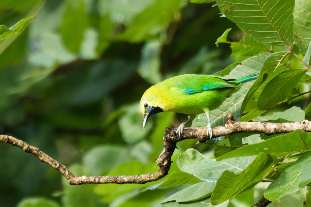 Blue-winged Leafbird - ML611816271