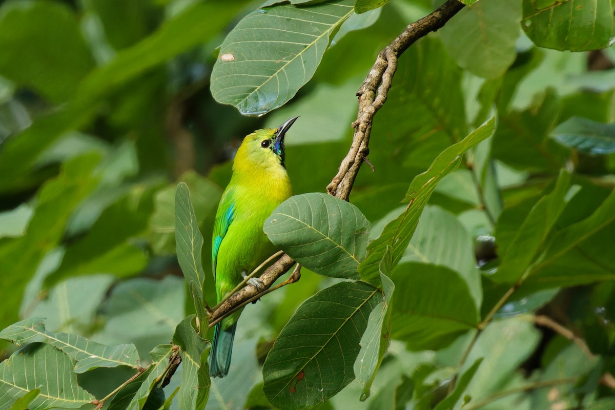 Blue-winged Leafbird - ML611816272