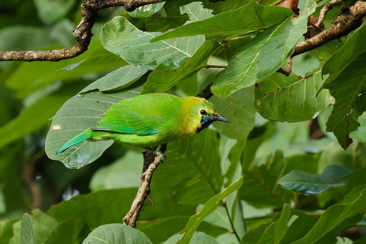 Blue-winged Leafbird - ML611816273