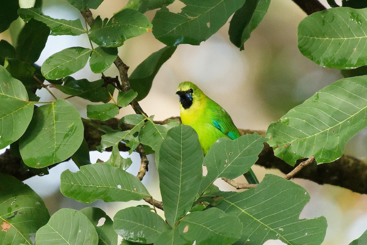 Blue-winged Leafbird - ML611816274
