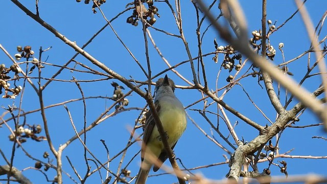 Brown-crested Flycatcher - ML611816291