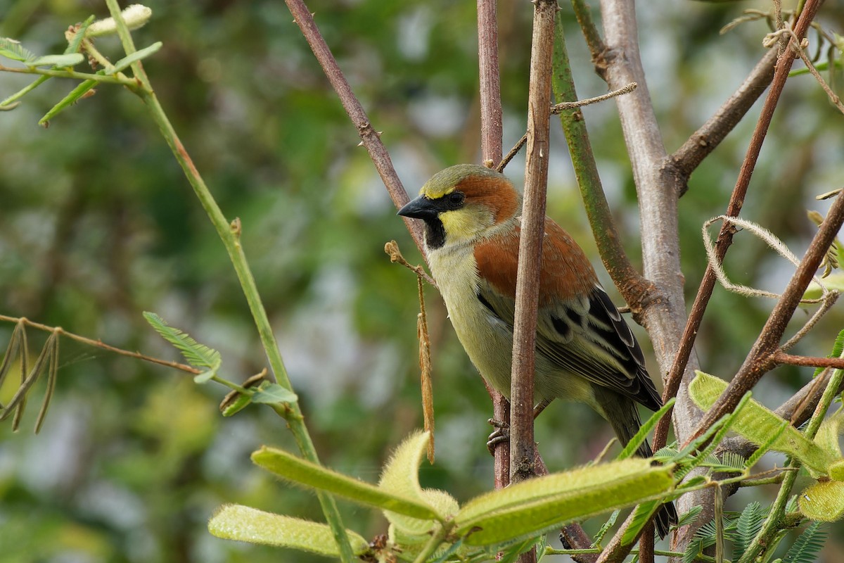 Plain-backed Sparrow - ML611816292