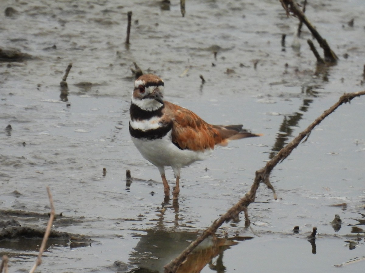 Killdeer - ML611816339