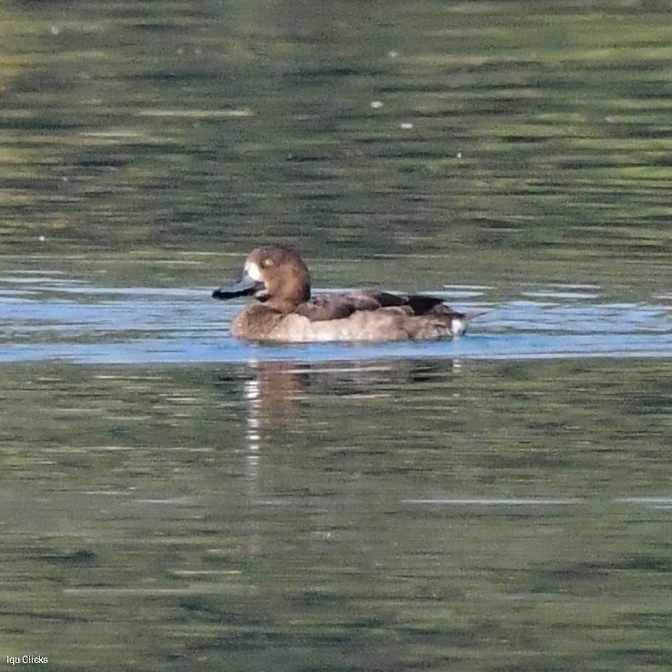 Greater Scaup - ML611816491