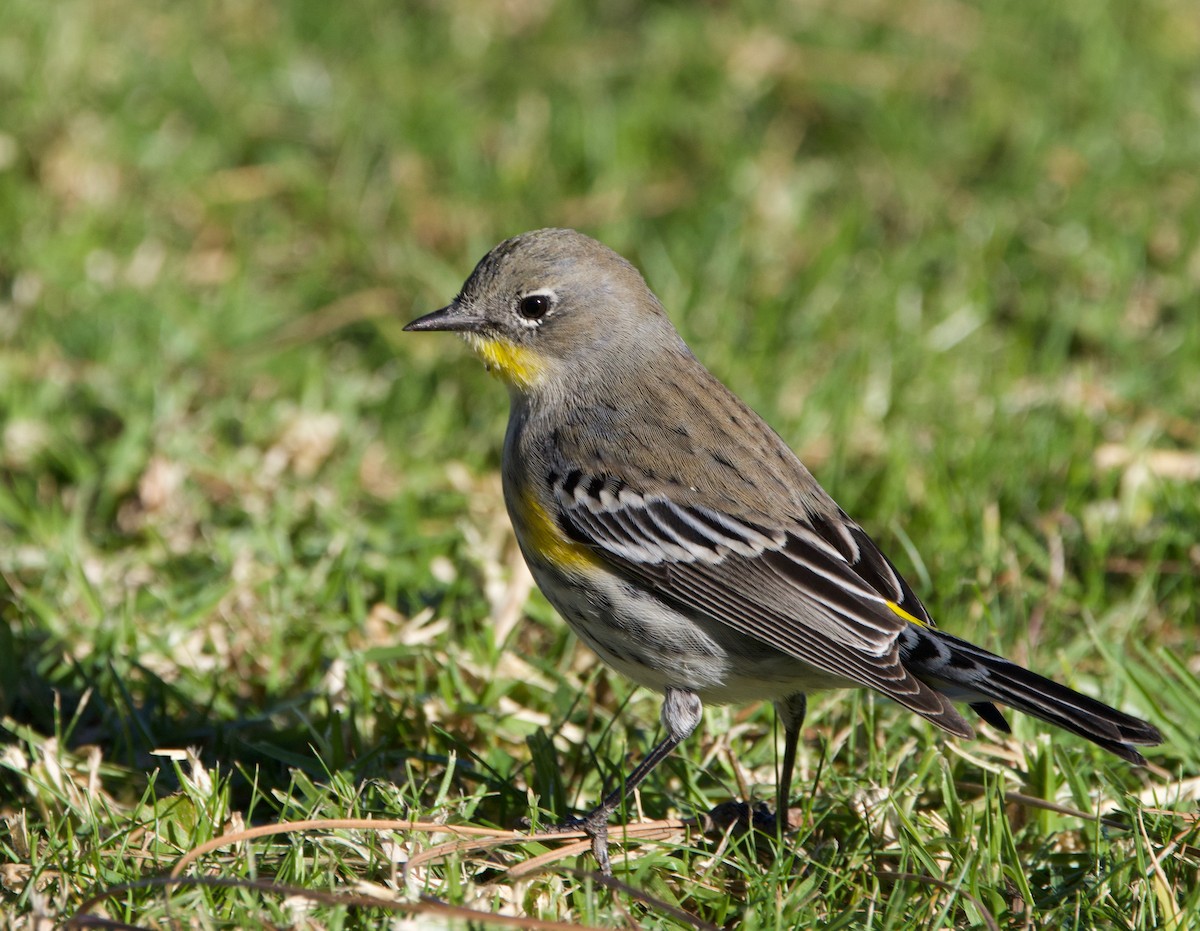Yellow-rumped Warbler (Audubon's) - ML611816564