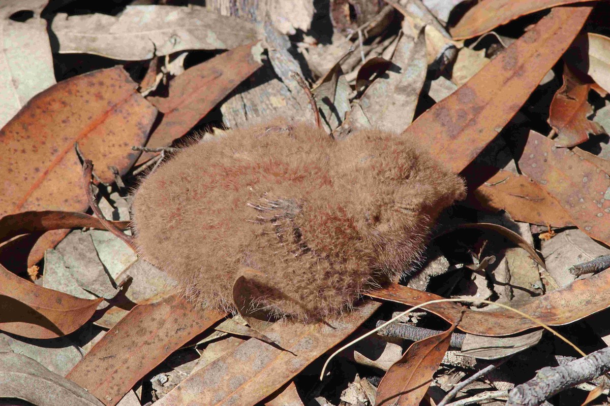 lelek bělohrdlý - ML611816601