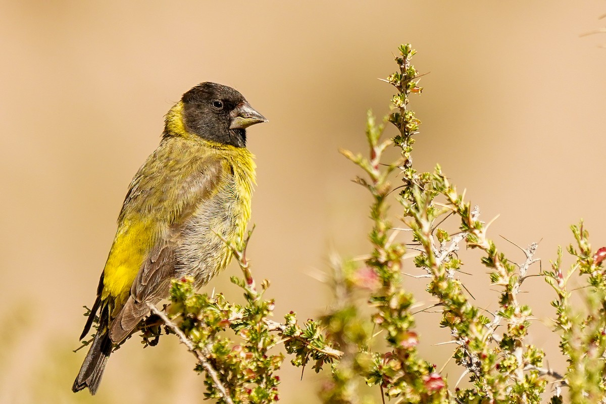 Thick-billed Siskin - Klaudio maturana