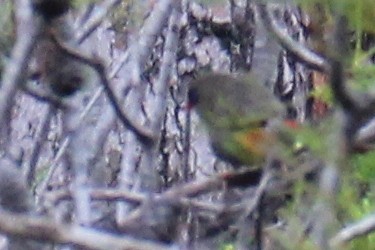 Beautiful Firetail - ML611816610