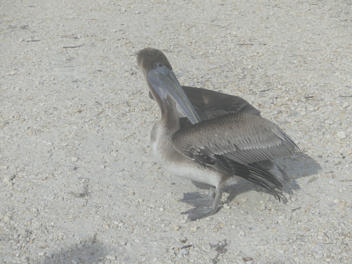 pelikán hnědý - ML611816617