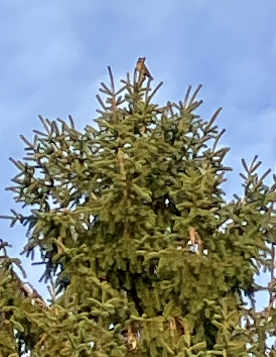 Varied Thrush - ML611816664