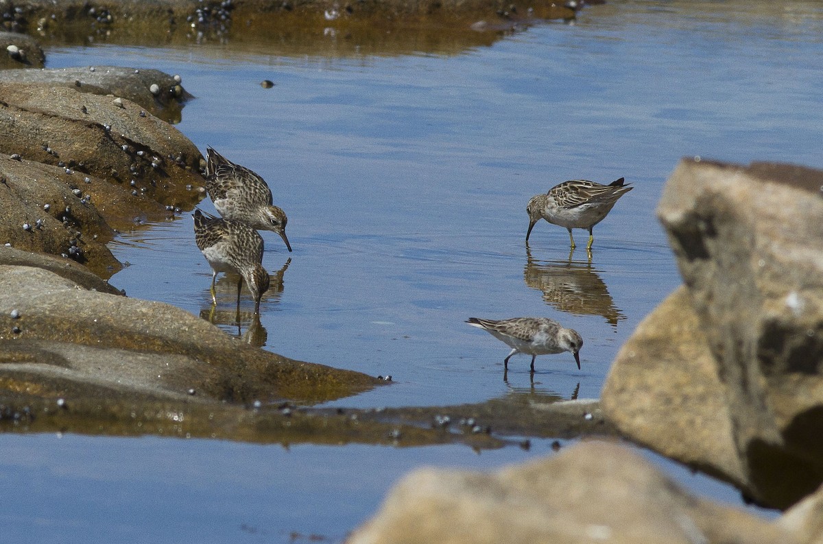 Sharp-tailed Sandpiper - Greg McLachlan