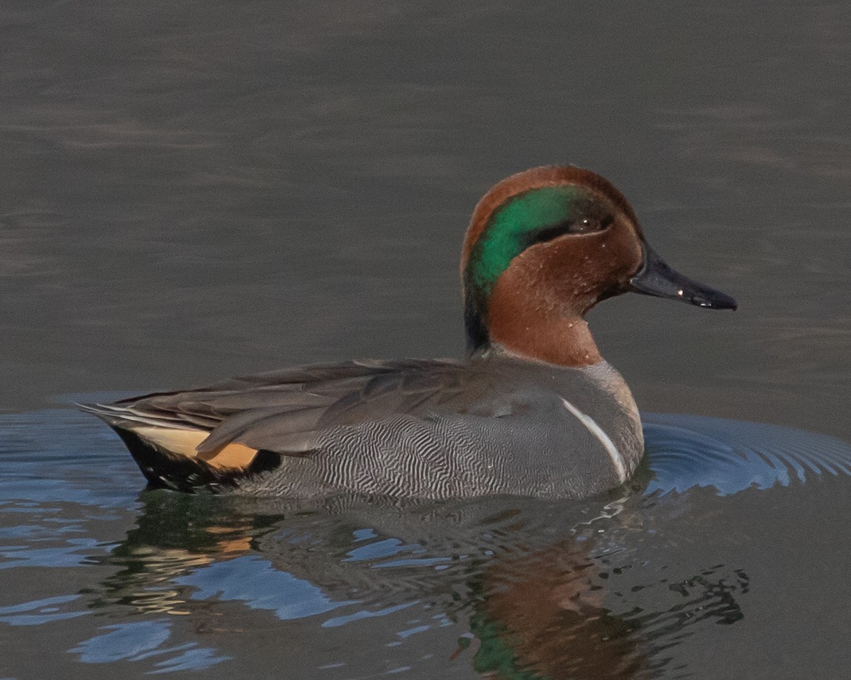 Green-winged Teal - ML611816687