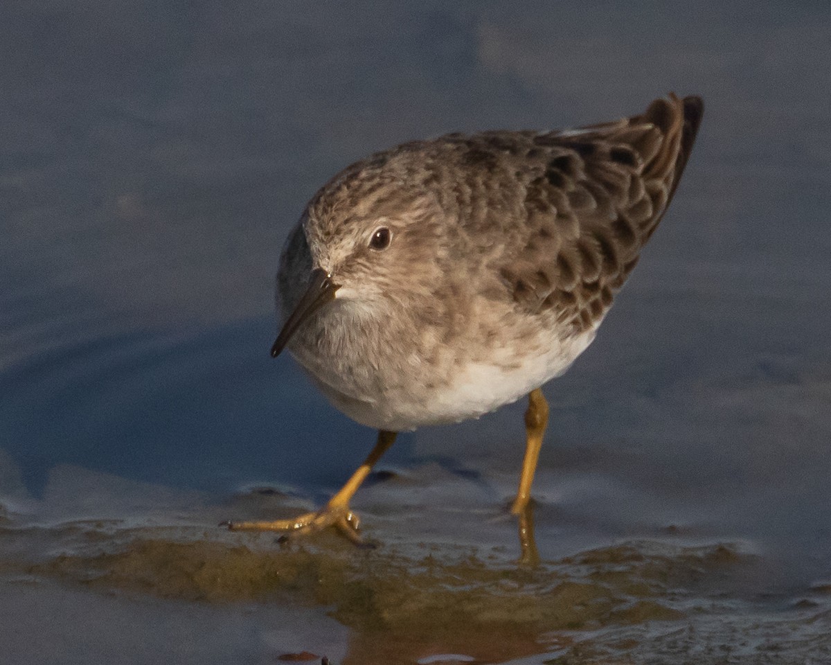 Least Sandpiper - ML611816751